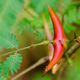 Image for article titled Earth's Tropical Rainforests Could Look Completely Different By the End of the Century